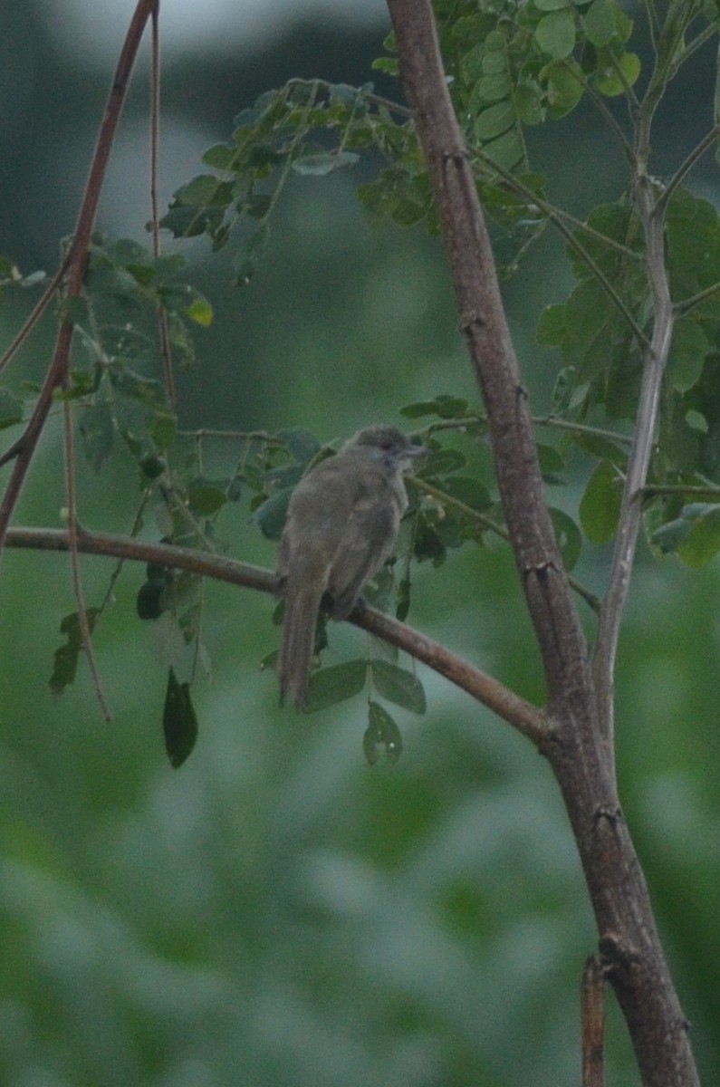 Ayeyarwady Bulbul - ML562098711