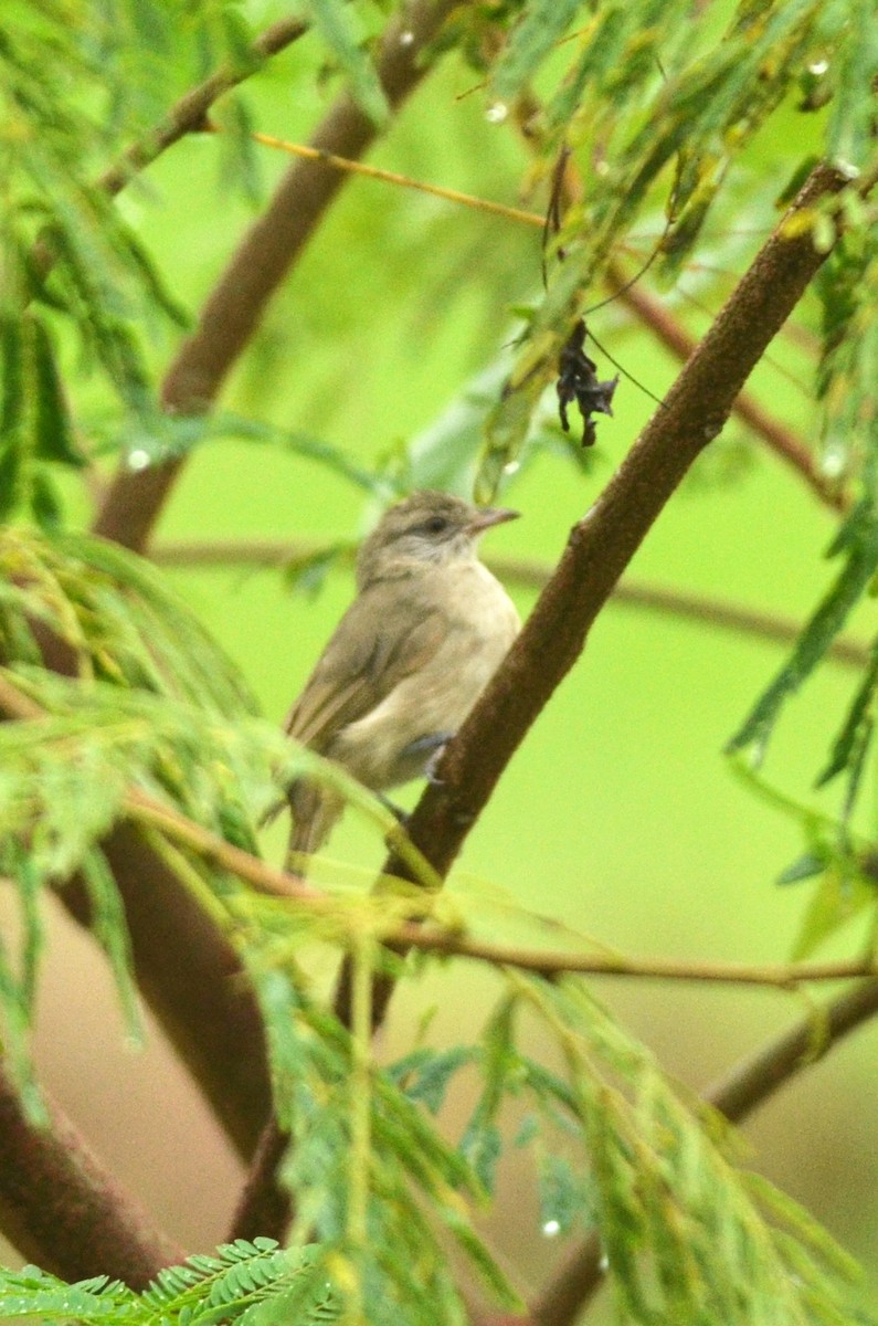 Ayeyarwady Bulbul - ML562098721