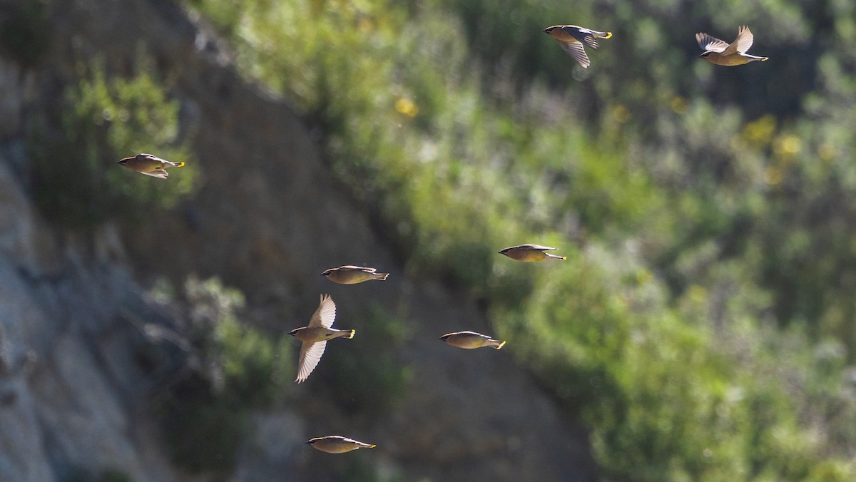 Cedar Waxwing - ML562099111