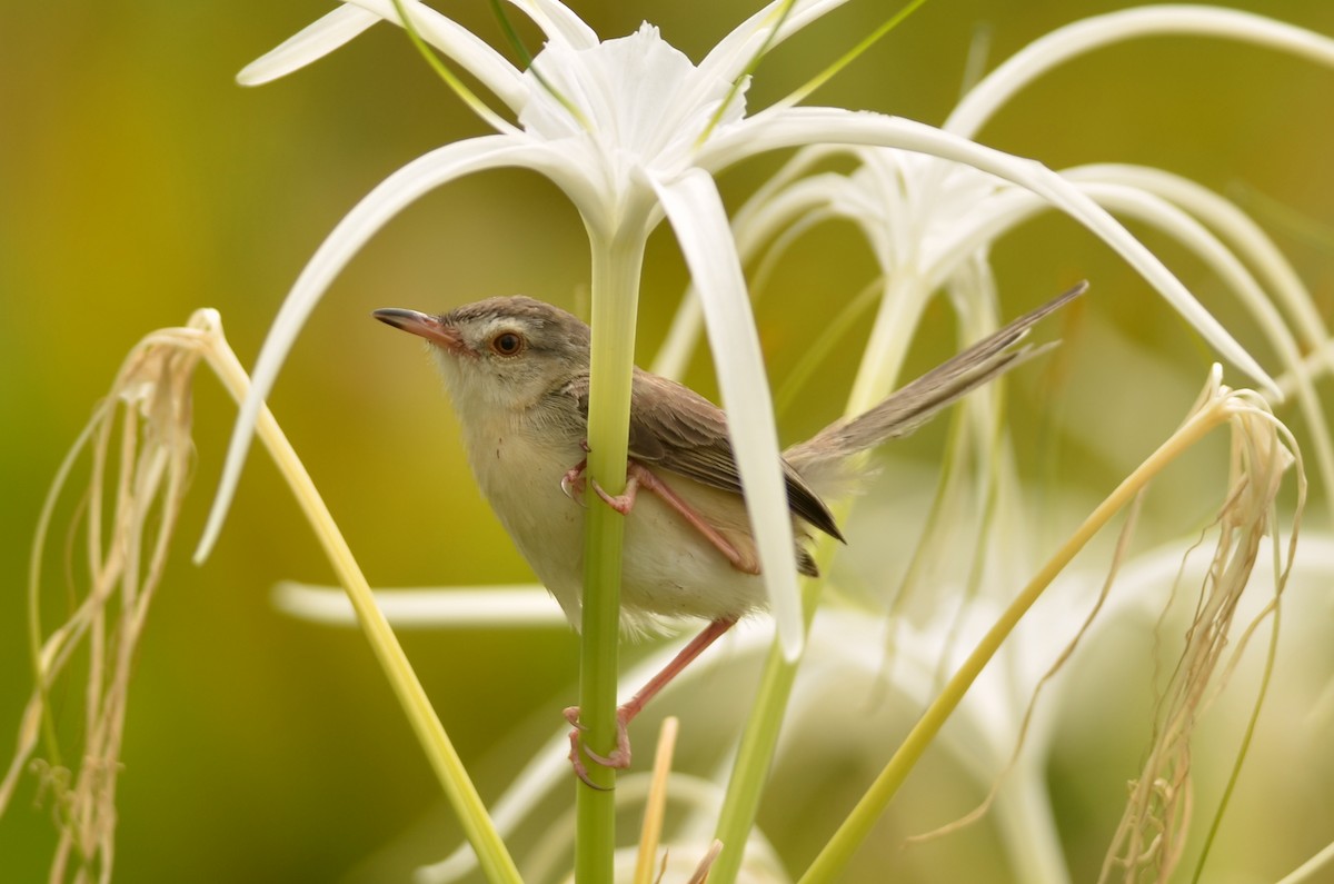 Plain Prinia - ML562099301