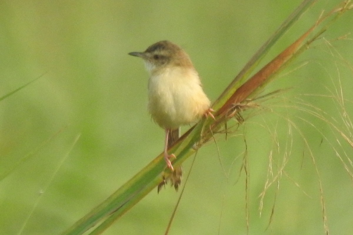 Plain Prinia - ML562099371