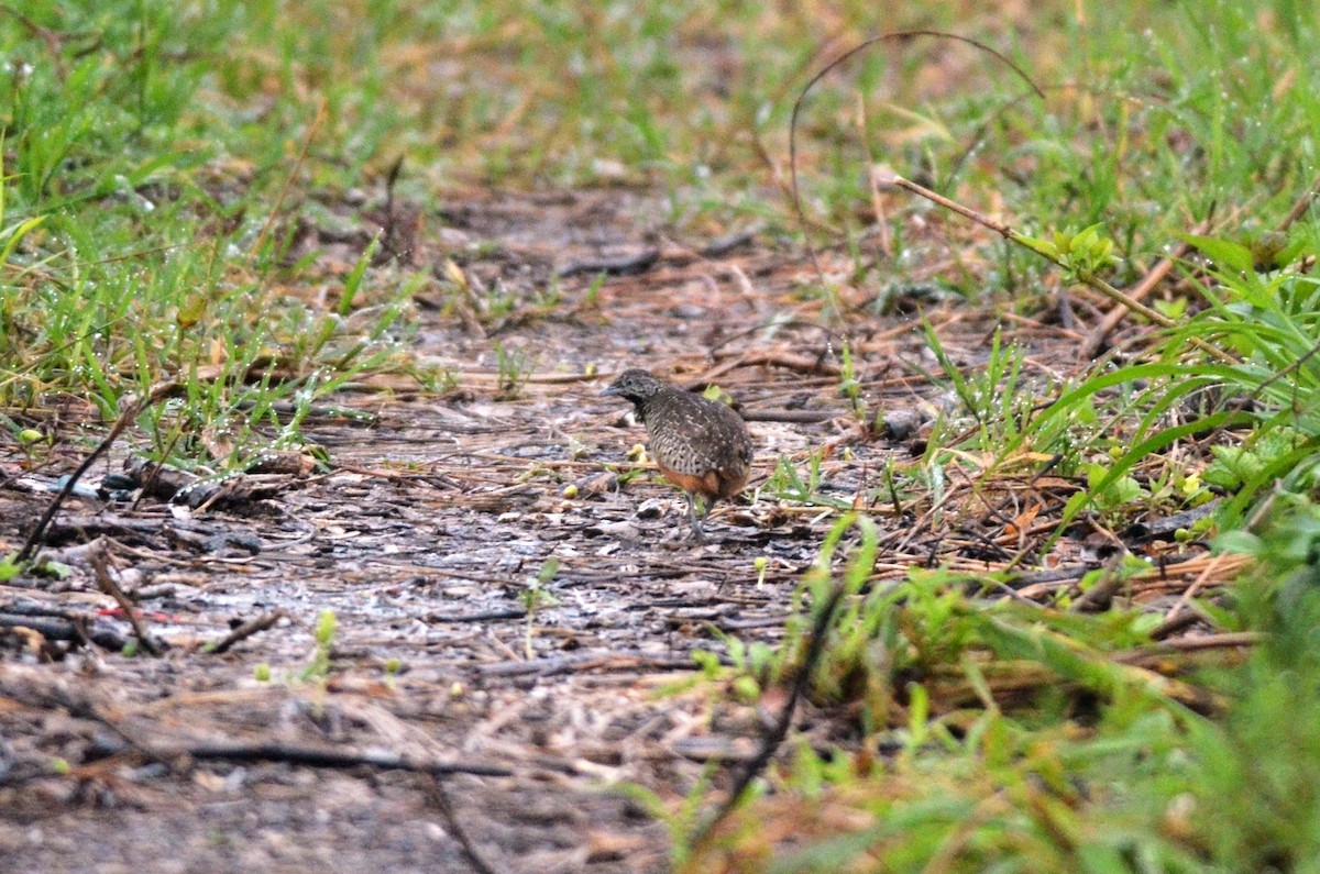 Barred Buttonquail - ML562099741