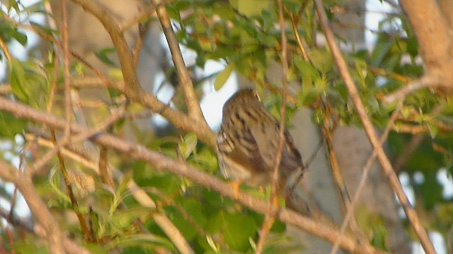 Blackpoll Warbler - ML562099771