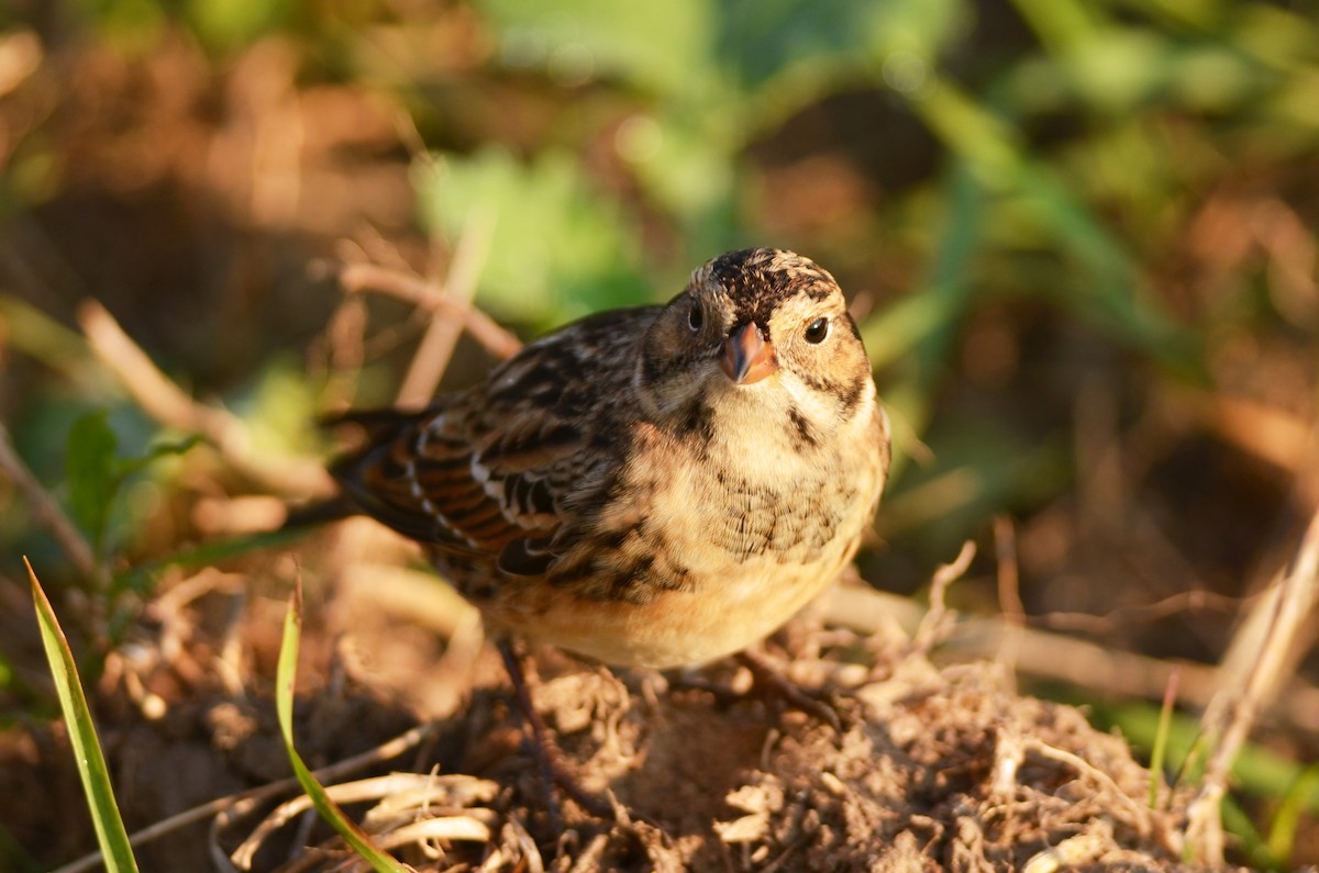 Lapland Longspur - ML562100151