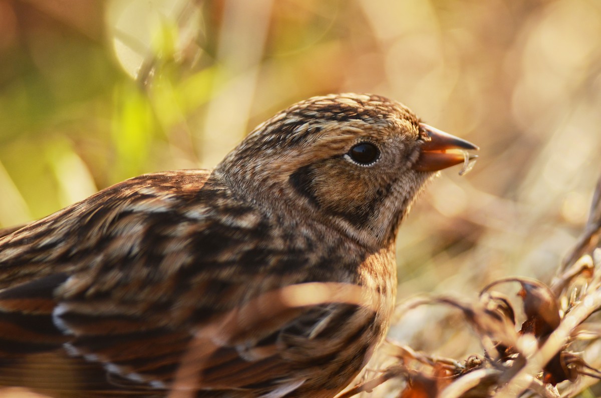 Lapland Longspur - ML562100161