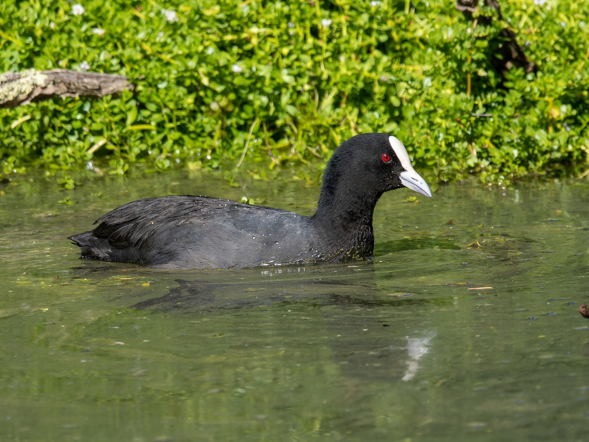 Eurasian Coot - Ed Rice