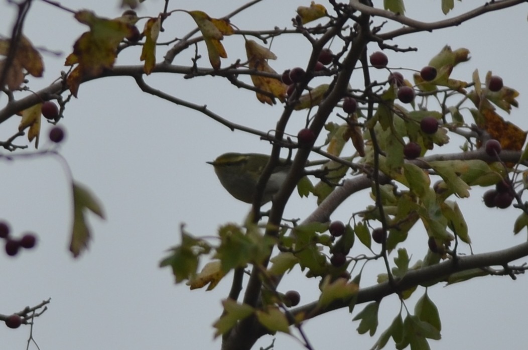 Pallas's Leaf Warbler - ML562100441