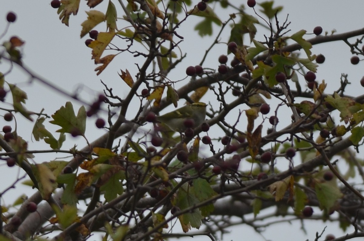 Pallas's Leaf Warbler - ML562100451