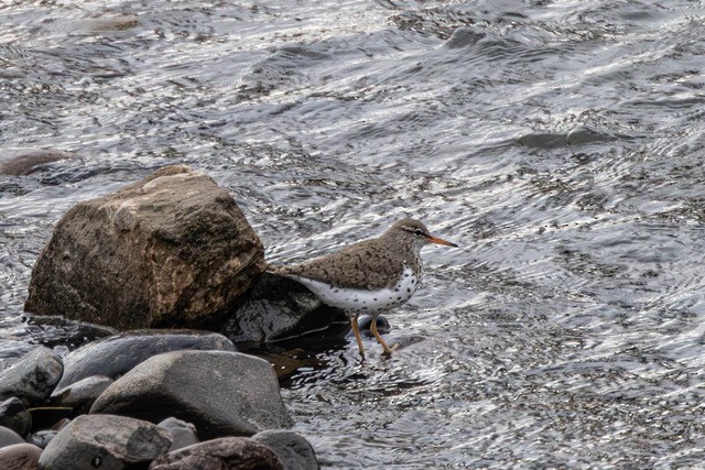 Spotted Sandpiper - Janet Kelly