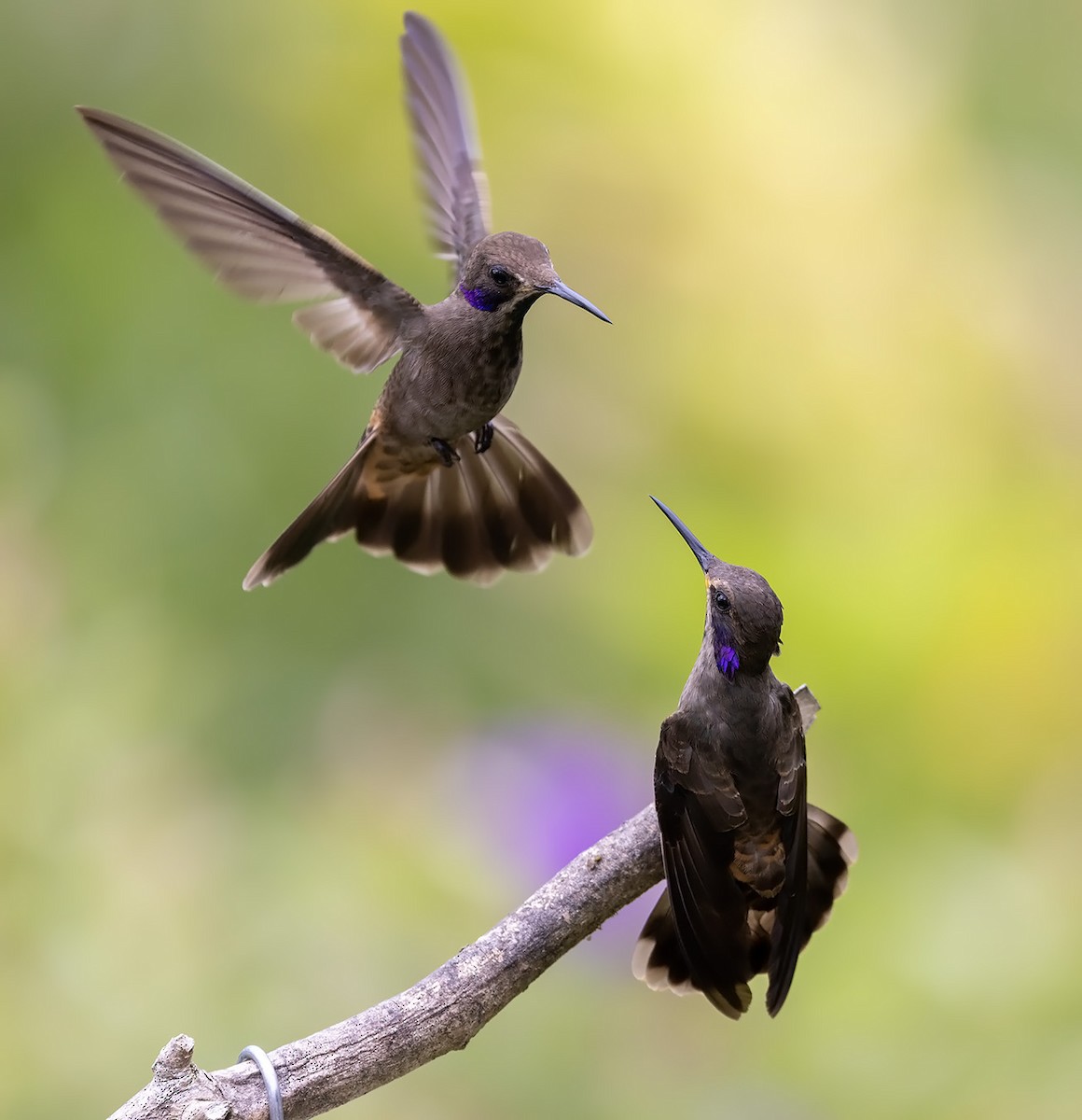 kolibřík fialovouchý - ML562101131