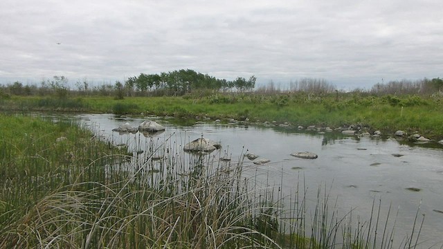 Green-winged Teal - ML562101621