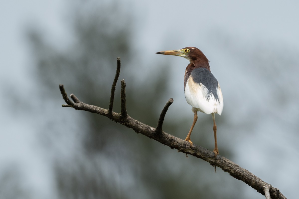 Chinese Pond-Heron - ML562101781