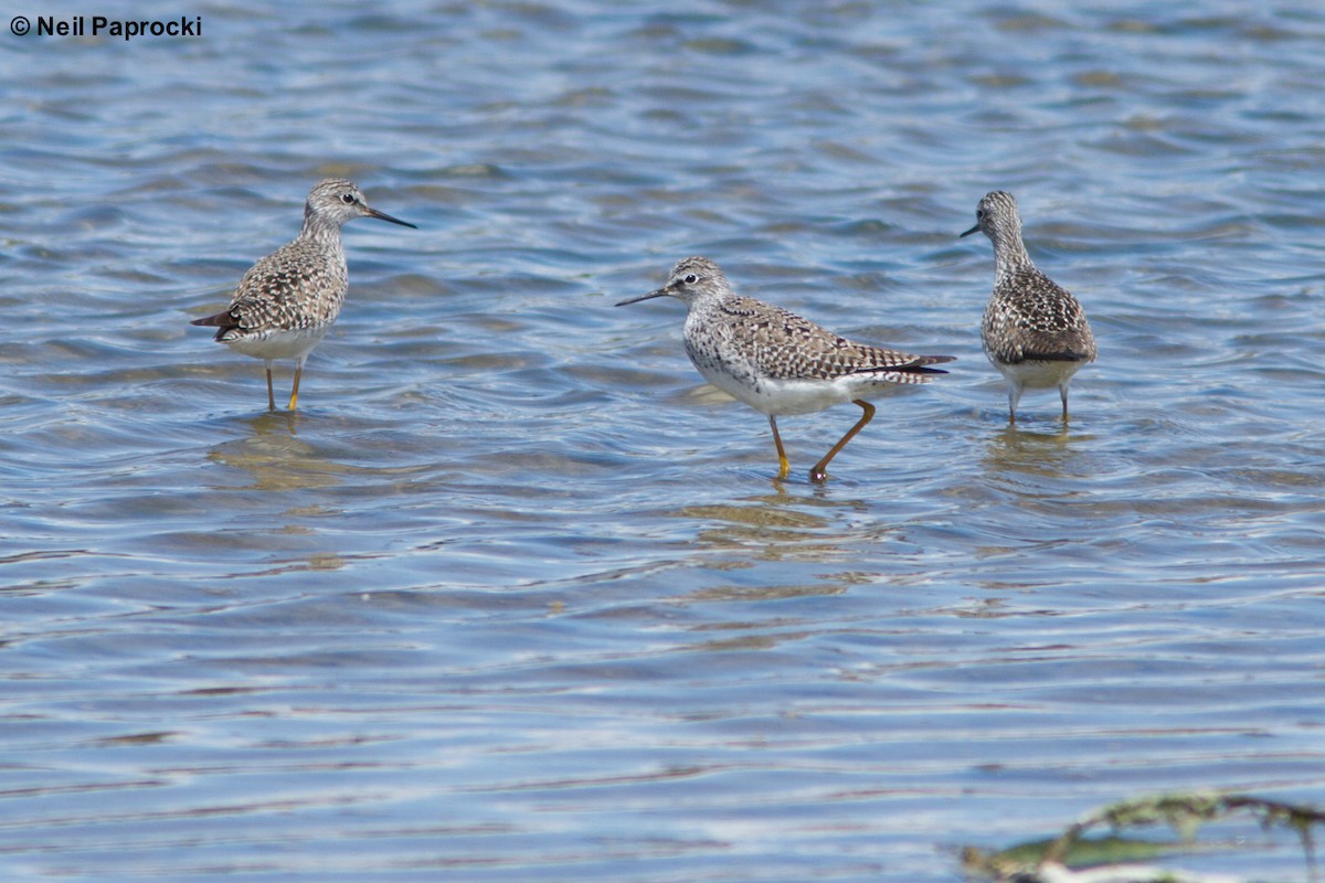 Lesser Yellowlegs - ML56210201