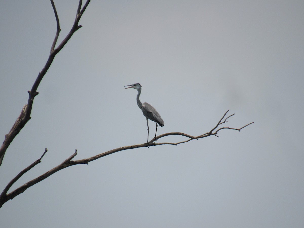 Gray Heron - ML562102081