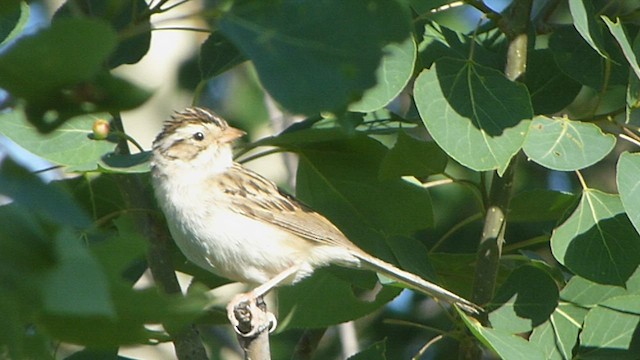 Clay-colored Sparrow - ML562102861