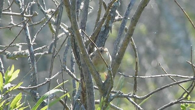 Sedge Wren - ML562102951