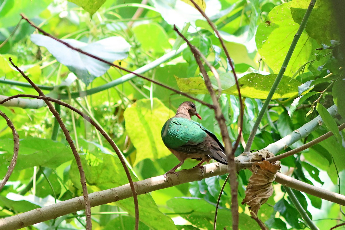 Asian Emerald Dove - ML562103161