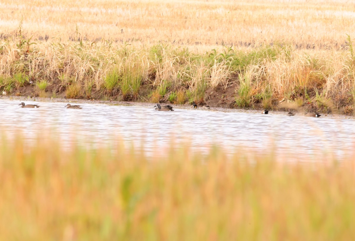 Blue-winged Teal - ML562104041