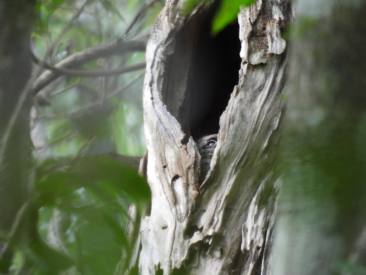 Australian Owlet-nightjar - ML562104421