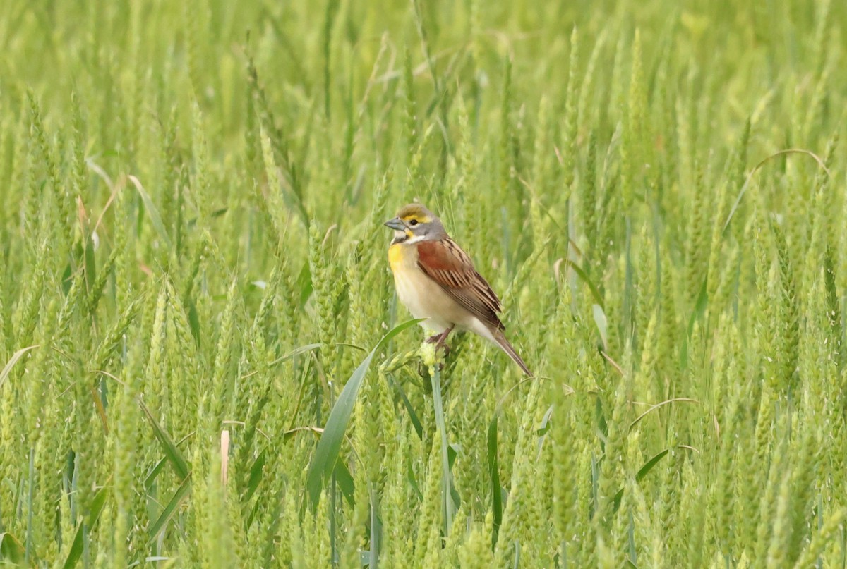 Dickcissel - ML562104501