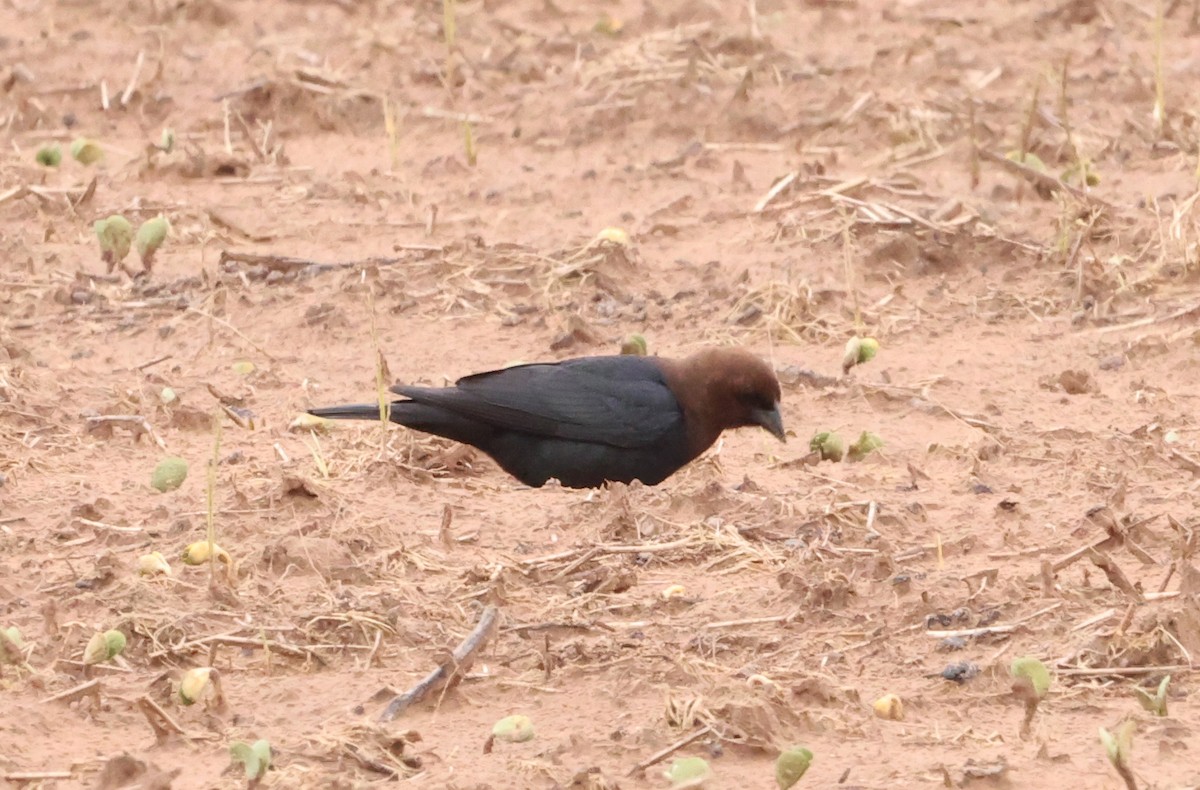 Vacher à tête brune - ML562104671