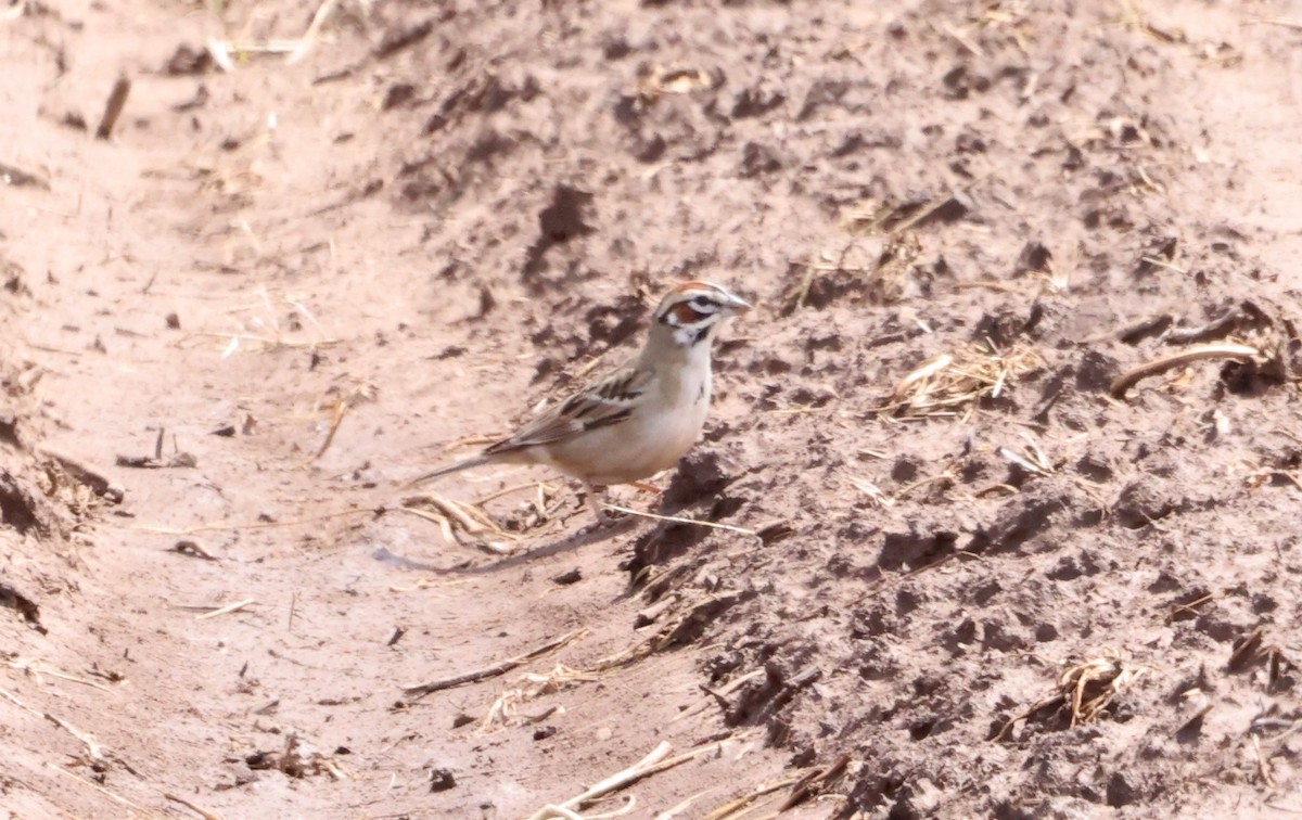 Lark Sparrow - ML562105021