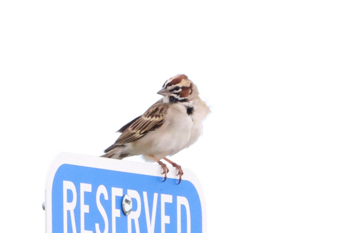 Lark Sparrow - Sarah Morris