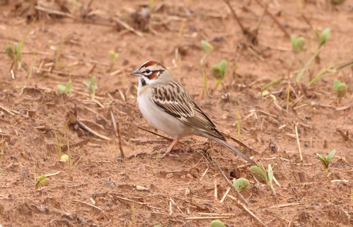 Lark Sparrow - Sarah Morris