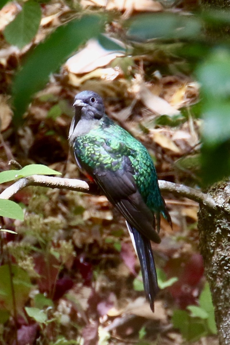 Eared Quetzal - ML562105321