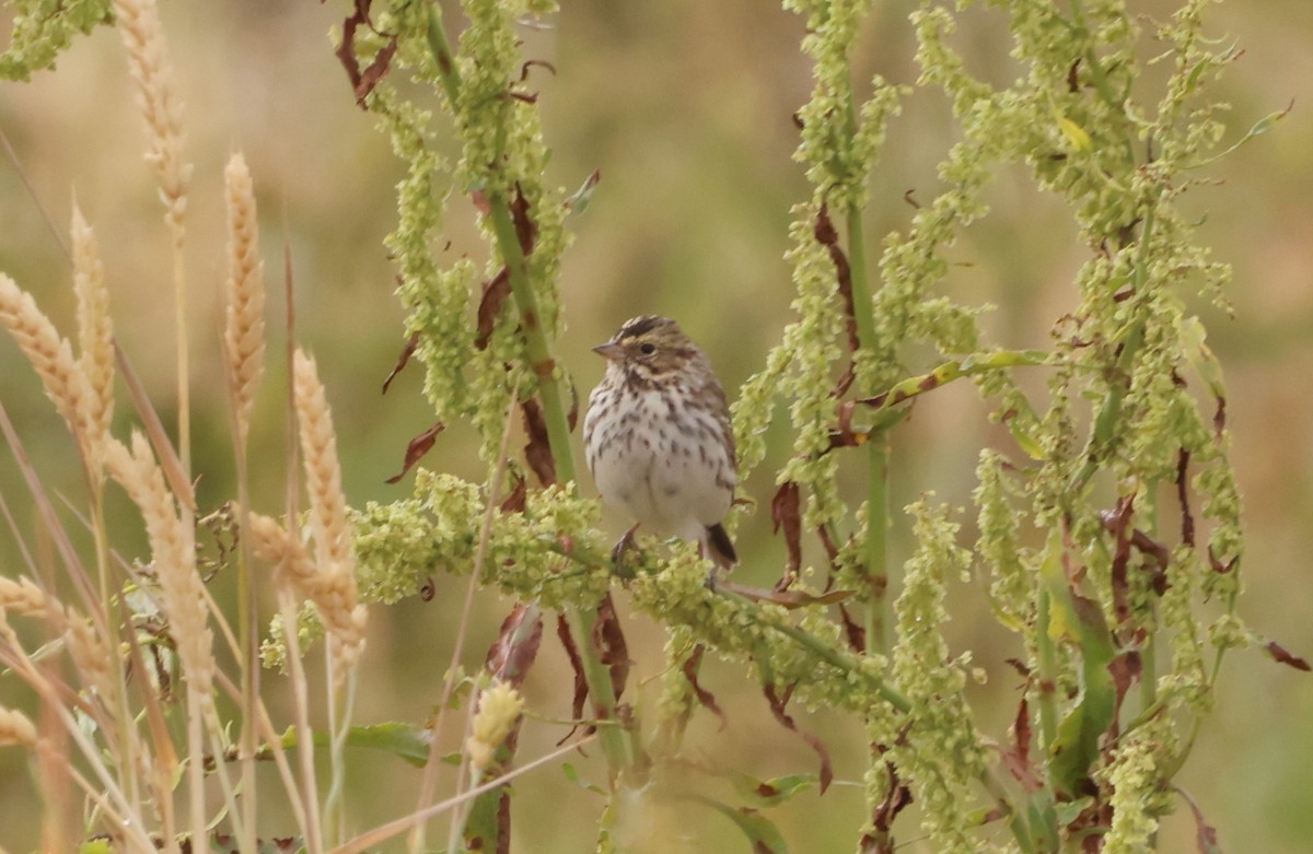 Savannah Sparrow - Sarah Morris