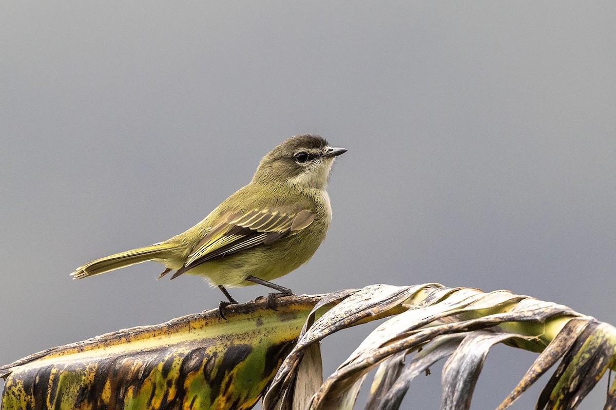 Spectacled Tyrannulet - ML562106571