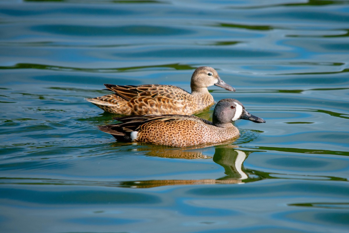 Blue-winged Teal - ML562106881