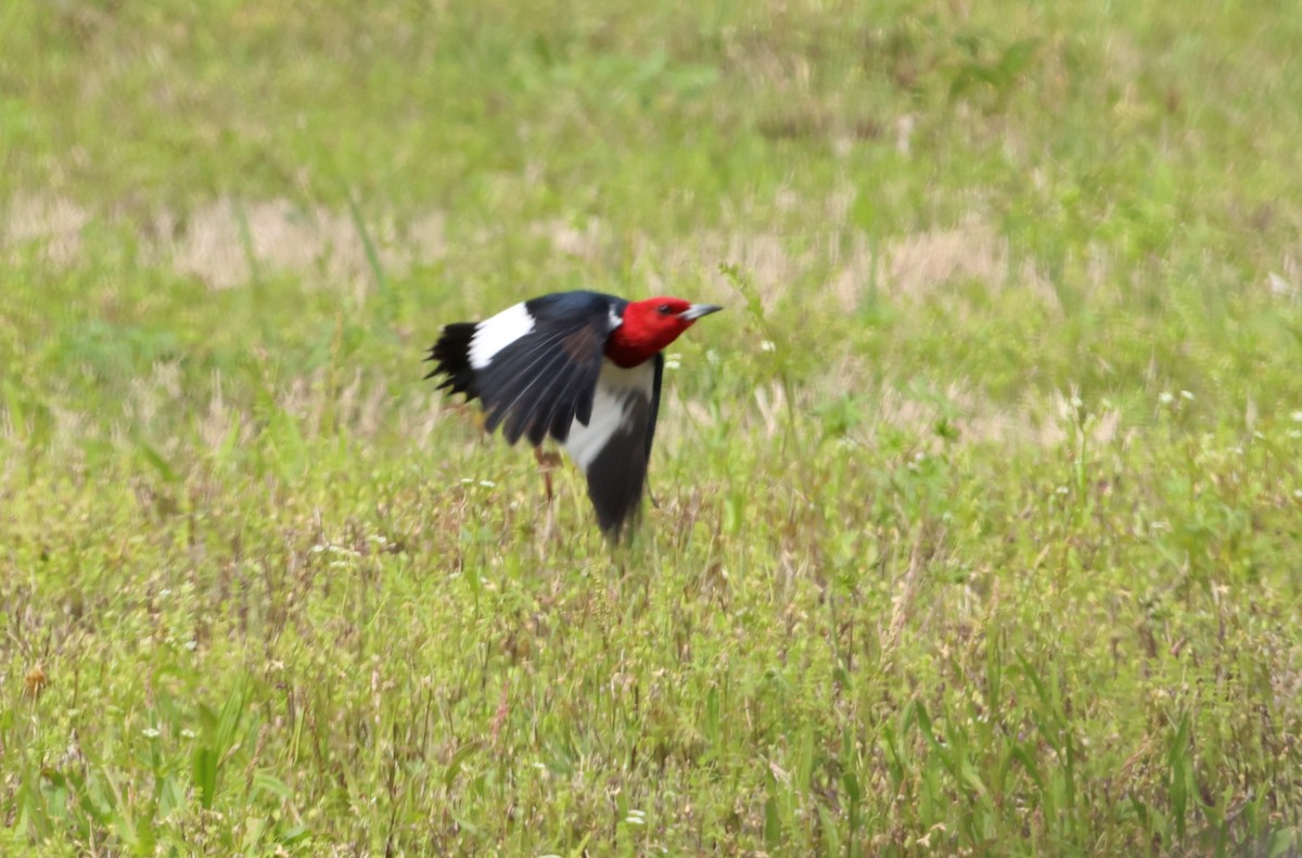 Pic à tête rouge - ML562106971