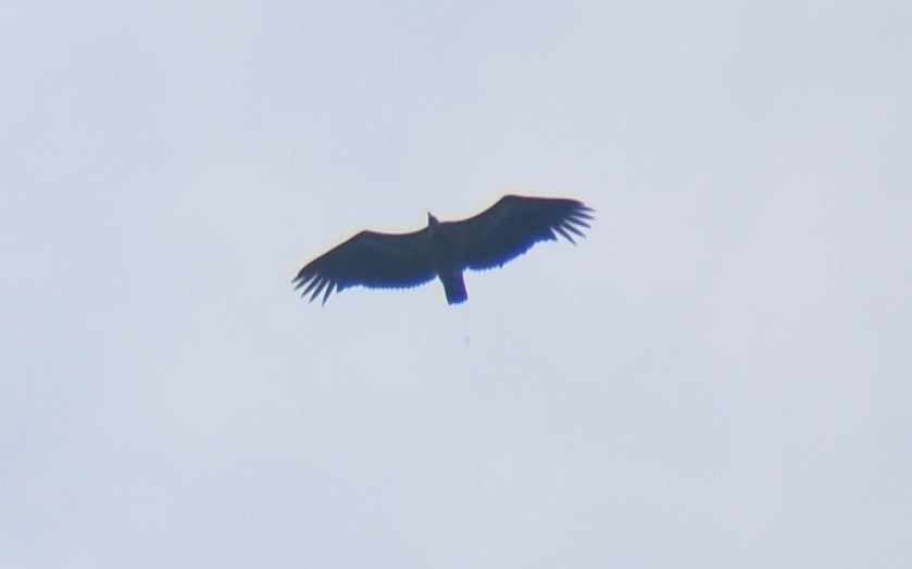 Accipitridae sp. (old world vulture sp.) - ML562107001