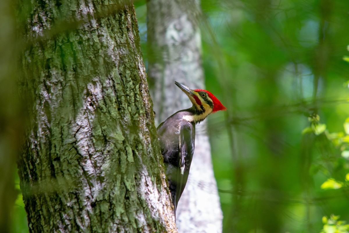 Pileated Woodpecker - ML562107011