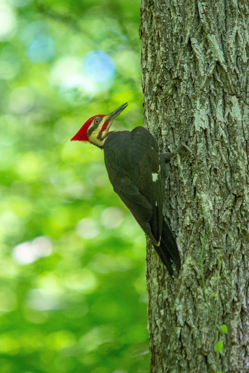 Pileated Woodpecker - ML562107021