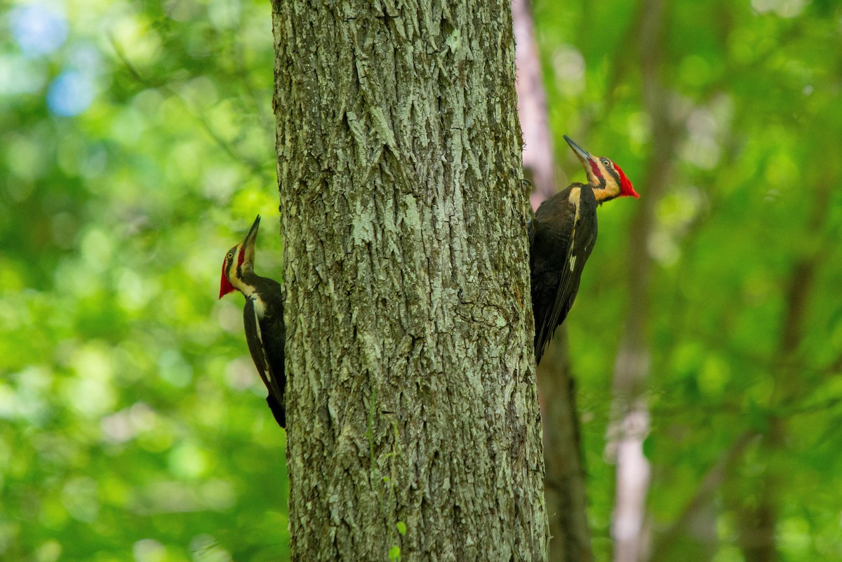 Pileated Woodpecker - Jared Schiller