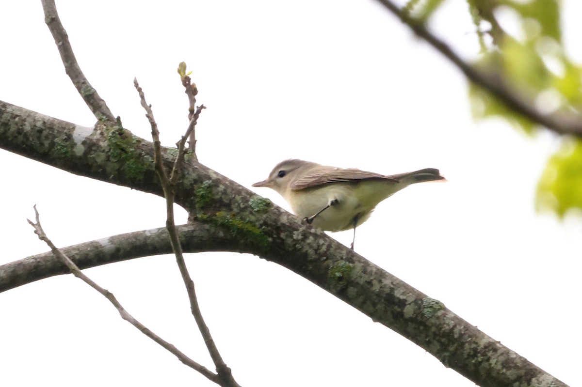 Warbling Vireo - Sarah Morris