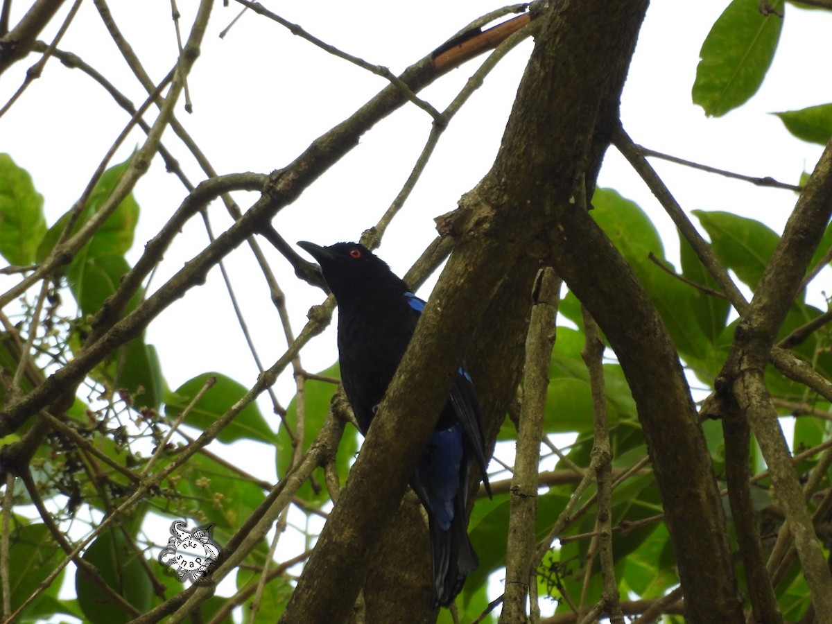 Asian Fairy-bluebird - Naveen Kumar S