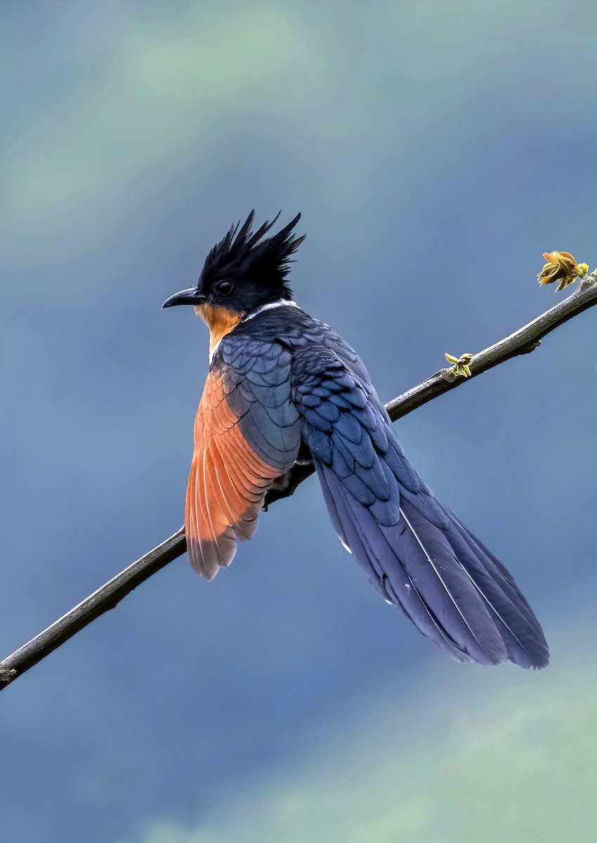 Chestnut-winged Cuckoo - ML562107261