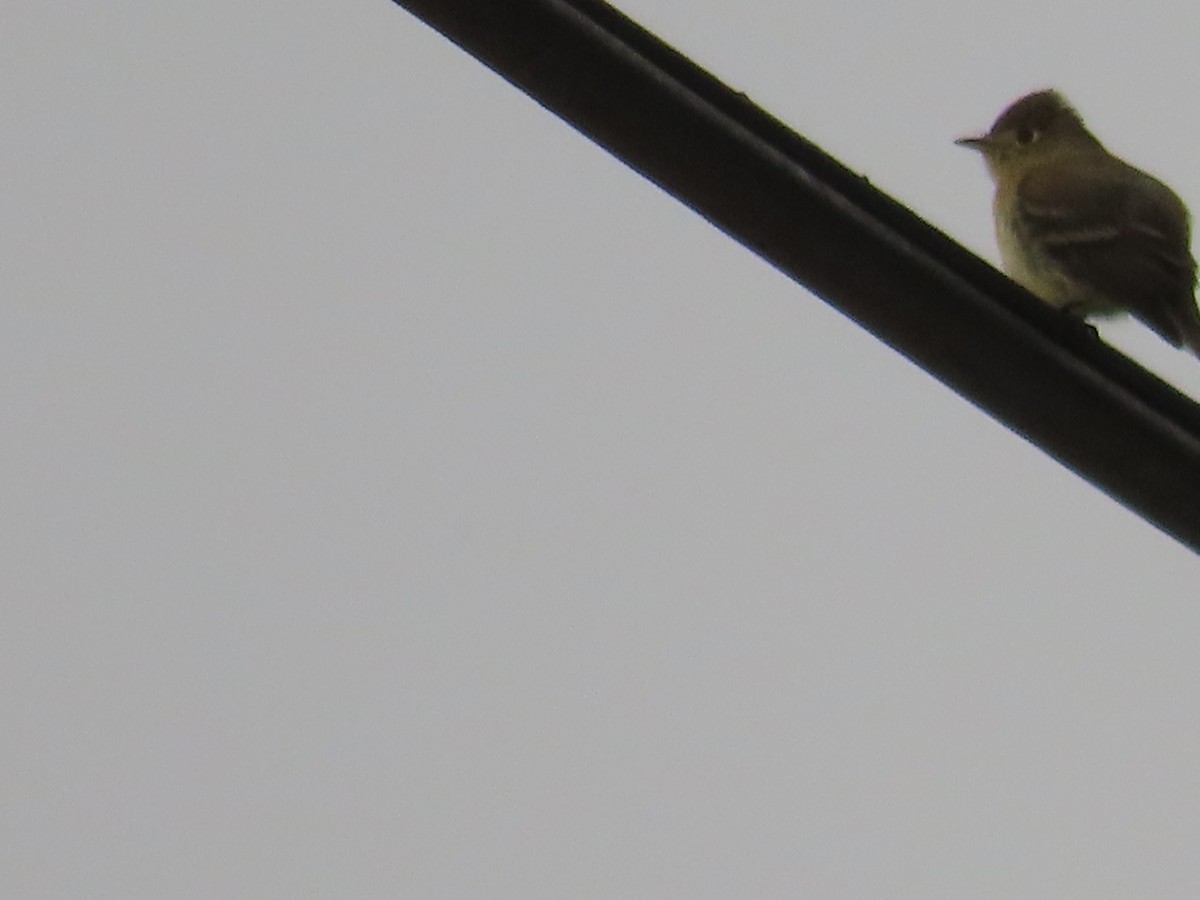 Western Flycatcher (Pacific-slope) - ML562107401