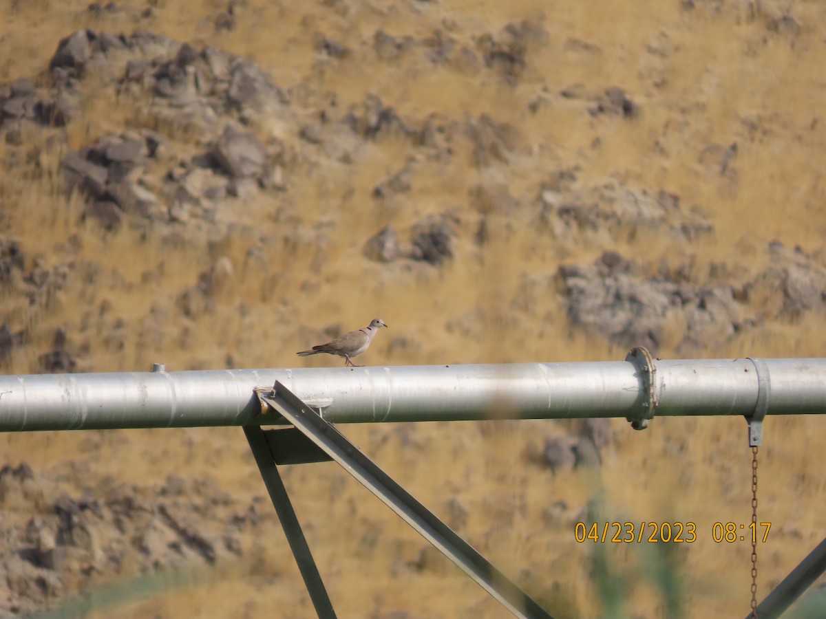 African Collared-Dove - ML562107691