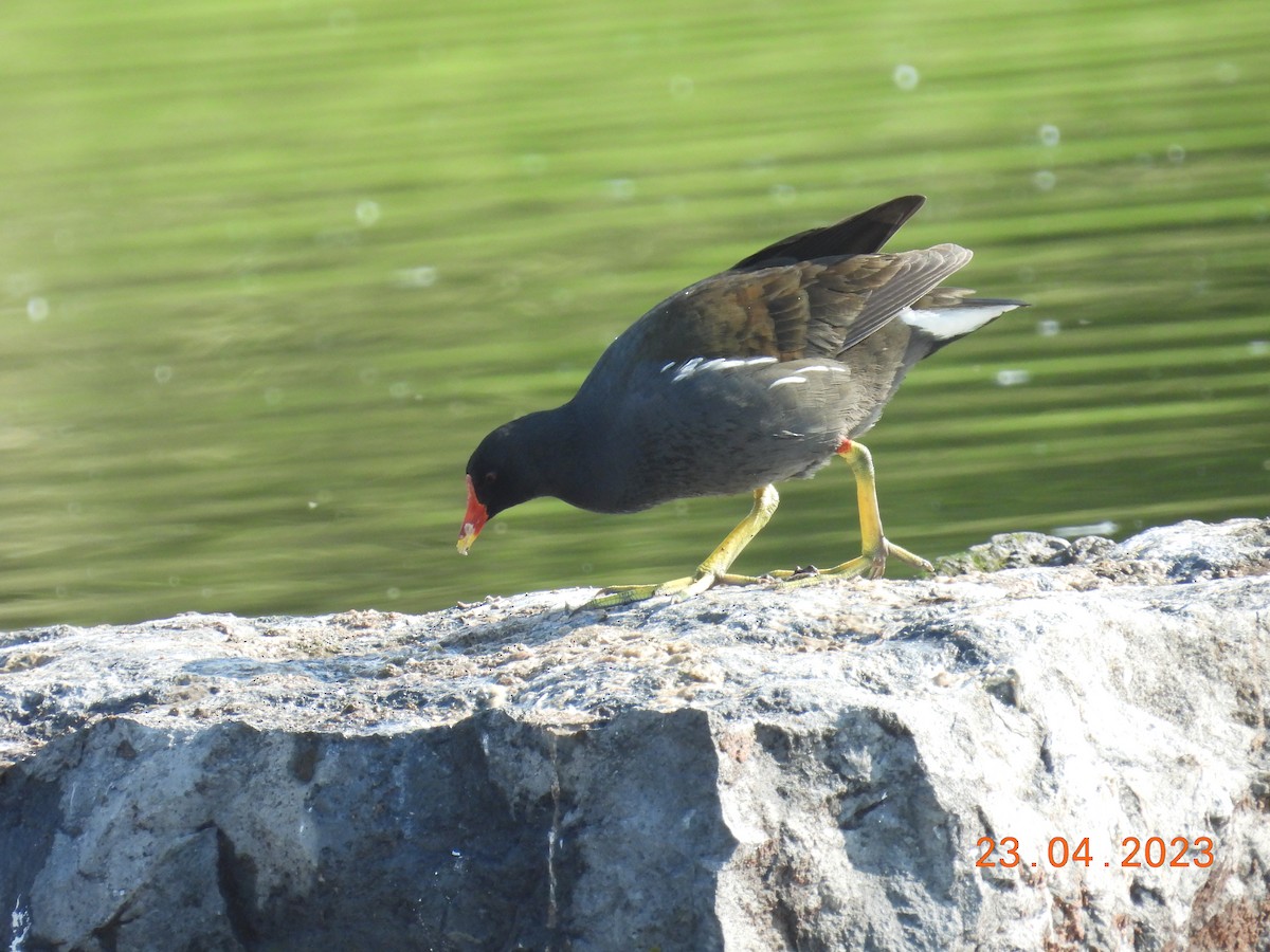 Eurasian Moorhen - Robin Pollard