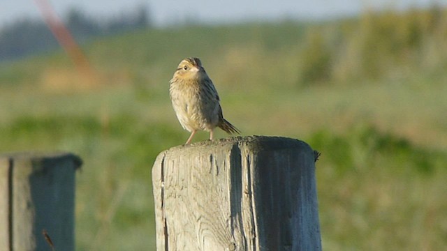 LeConte's Sparrow - ML562107841