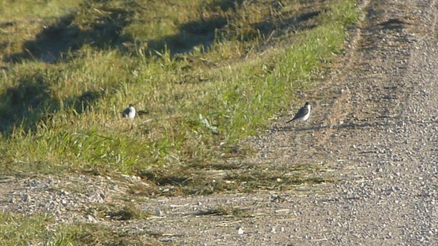 Schieferrücken-Königstyrann - ML562107961