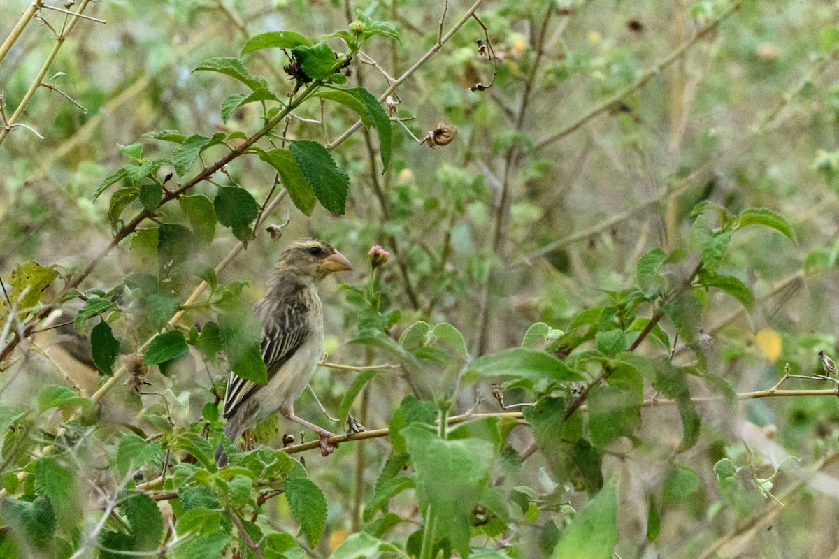 Baya Weaver - ML562108081