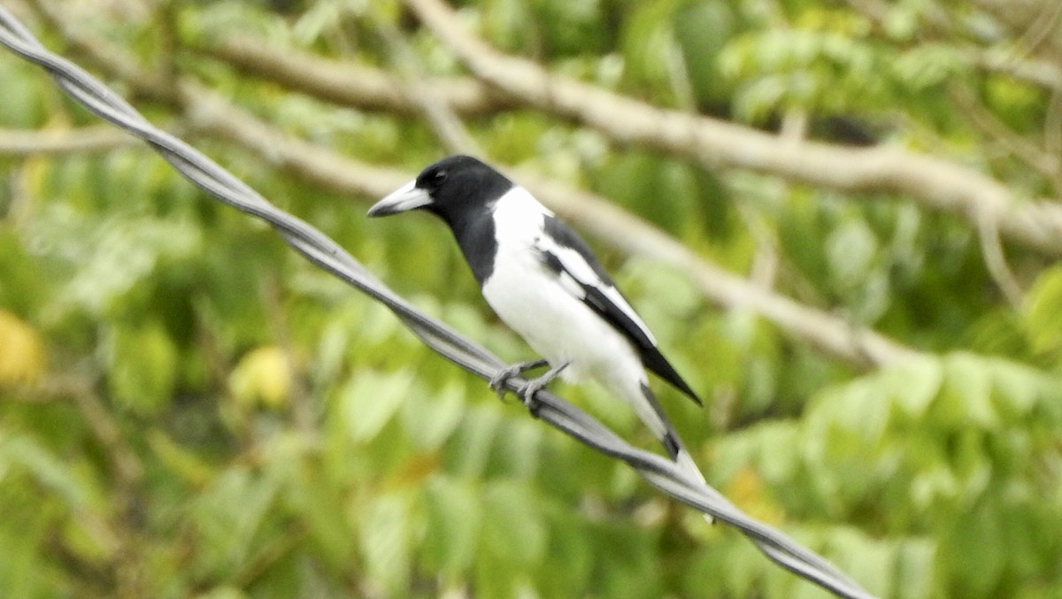 Pied Butcherbird - ML562108501