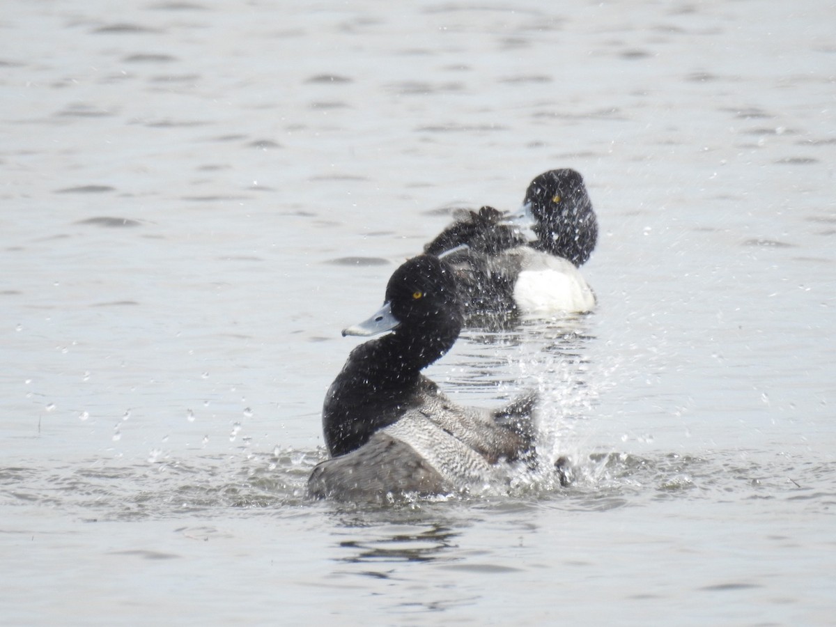 Ring-necked Duck - ML56211061