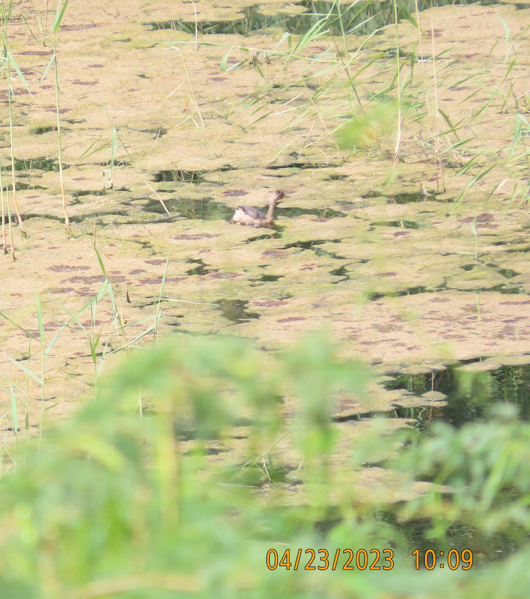 Little Grebe - ML562110751