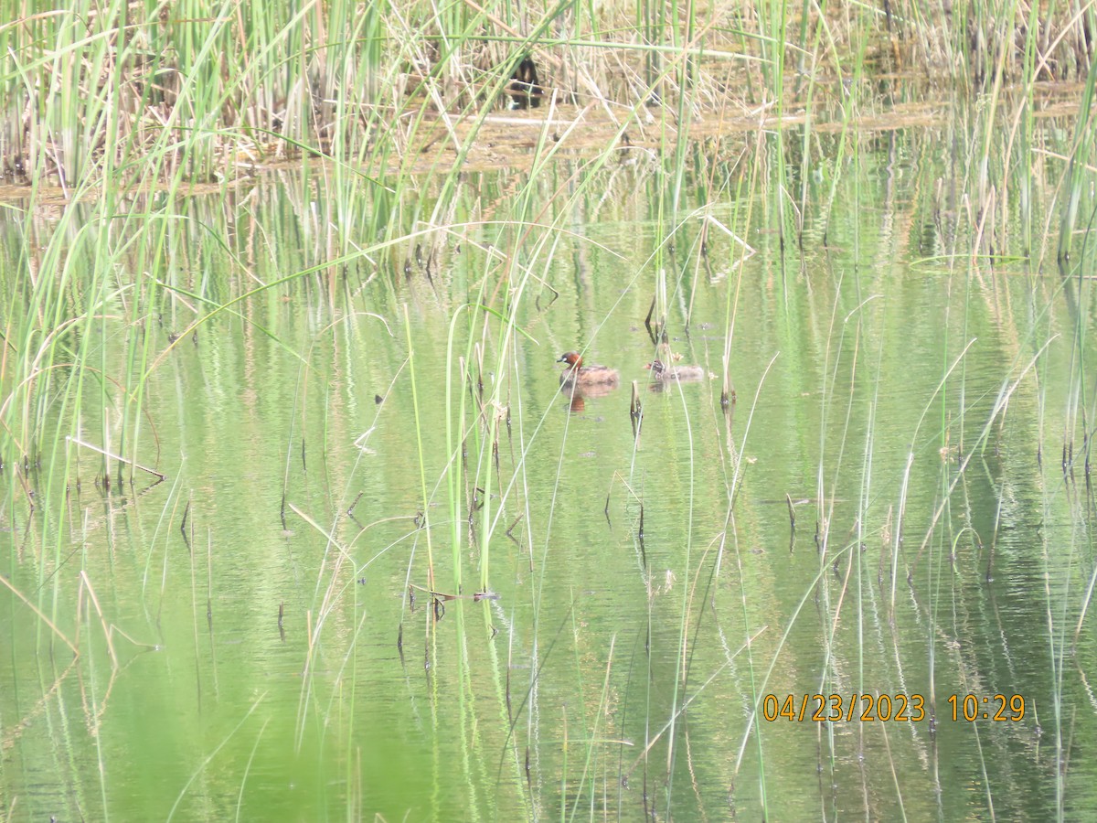 Little Grebe - ML562110791